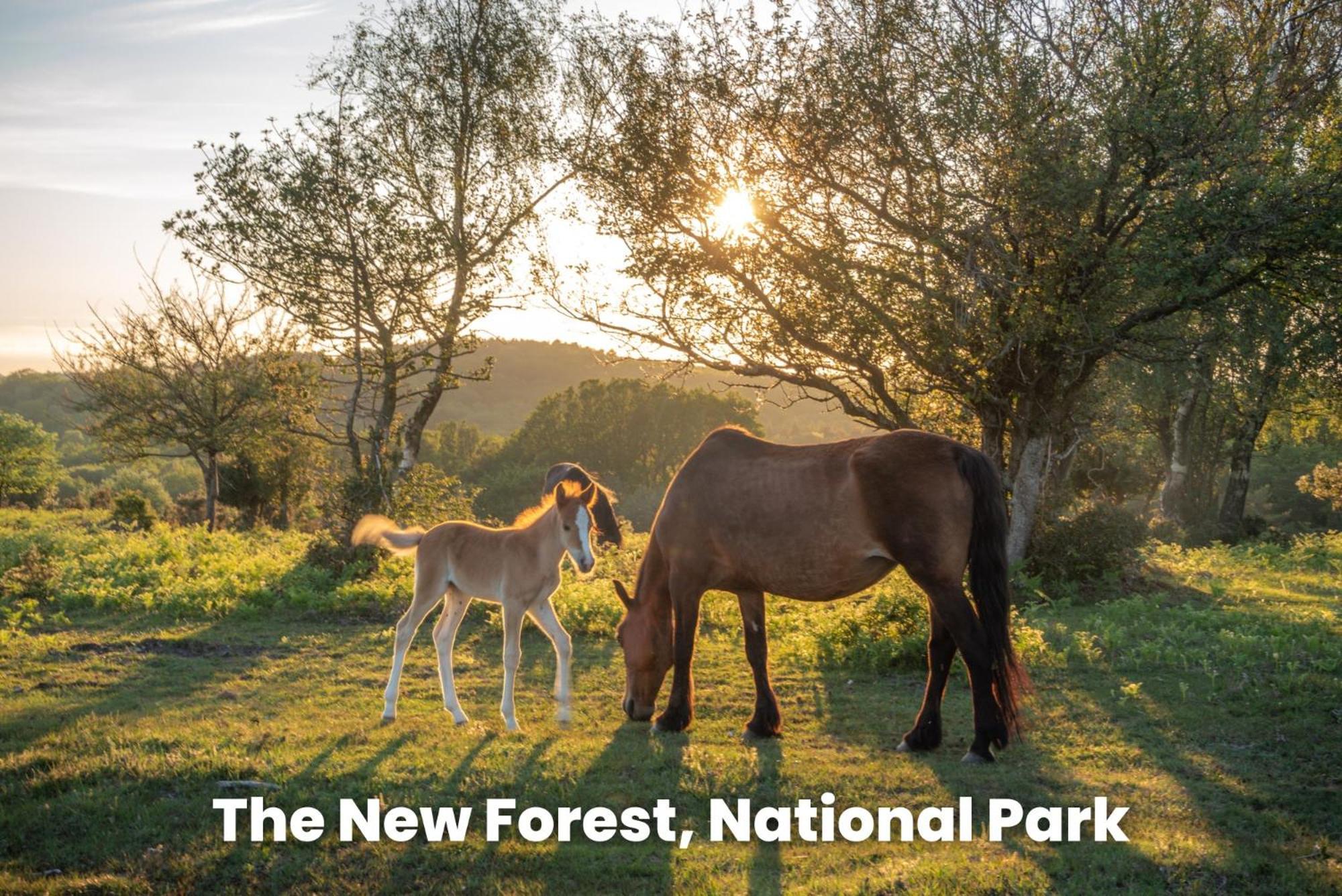 Cosy Retreat Near New Forest Ellingham  エクステリア 写真